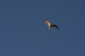 Mouette en vol 2